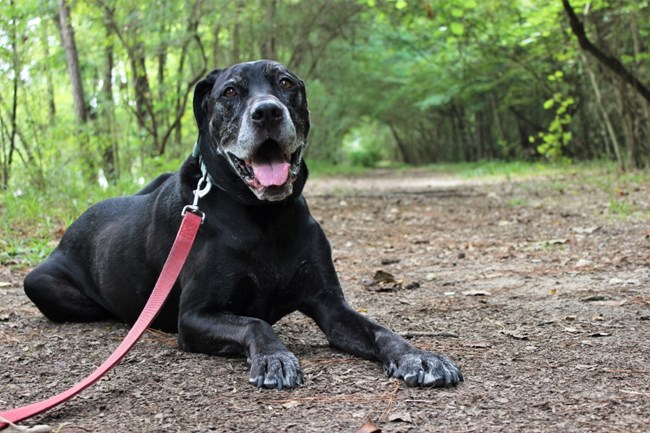 Black dog with tongue out looks at us as he lies down on the trail. Pink leash extends to the left.