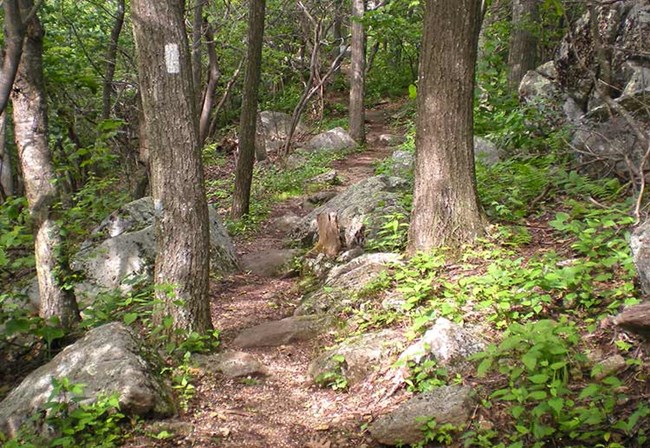 A hiking trail leading off into the forest