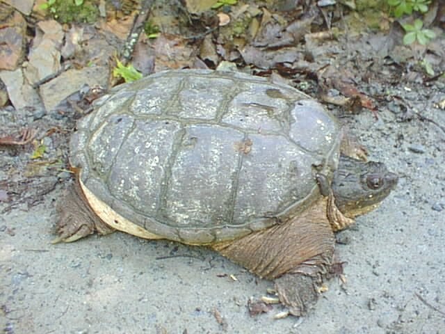 Snapping turtle 4 - NPS Bob Cherry photo