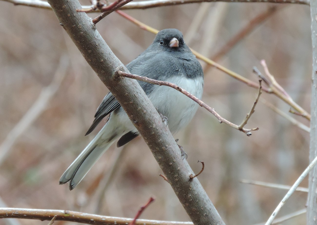 dark-eyed junco