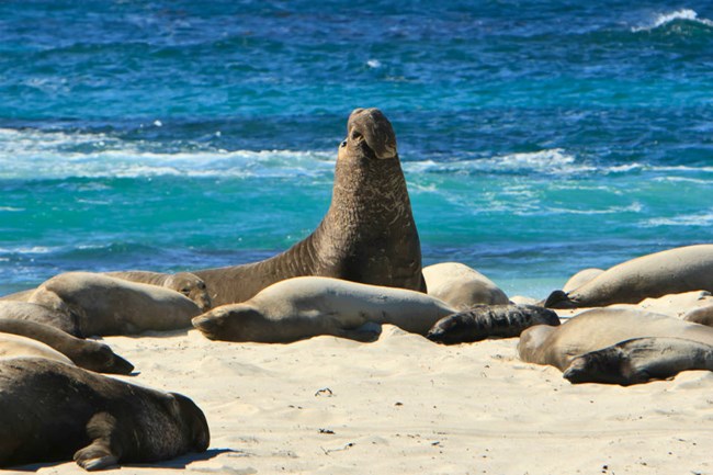 lt= male elephant seal on beach surrounded by female elephant seals
