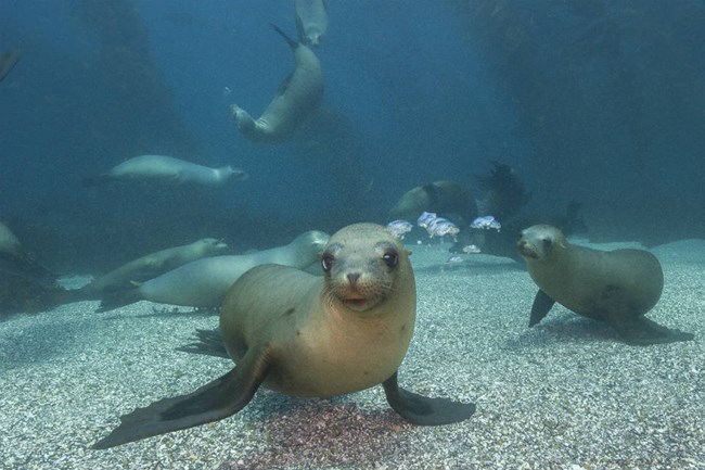 lt= Brown sea lion underwater above sandy bottom, with other sea lions behind it