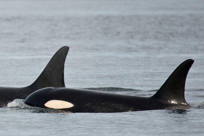 lt= Pod of orcas breaching out of the ocean