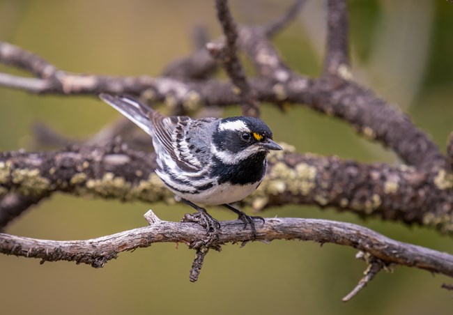 A light bird with bold black stripes perches on a branch