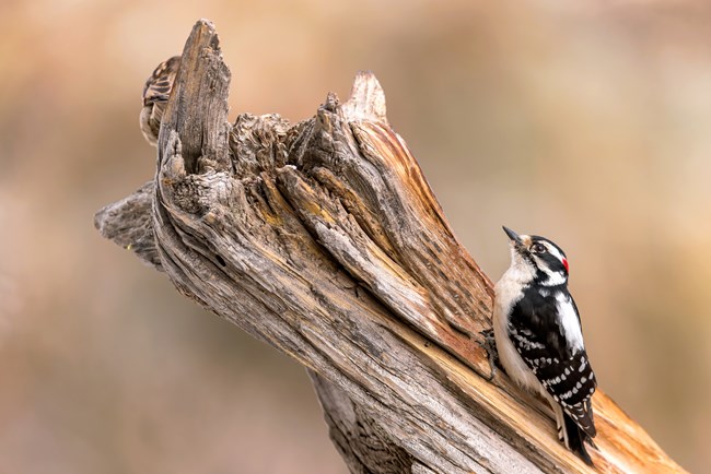 A black and white bird with a red neck perched on a tree trunk