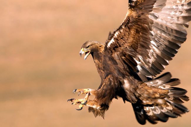 A Golden eagle swoops towards the ground with talons outstretched.