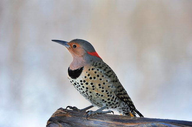 A gray bird with tiny black spots and red neck perches on a log.