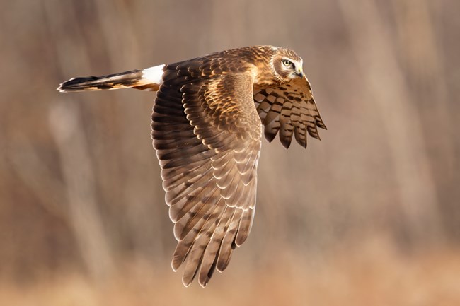 A Northern Harrier glides with wings outstretched.