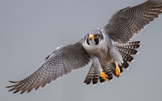 A large raptor soaring with wings outstretched.