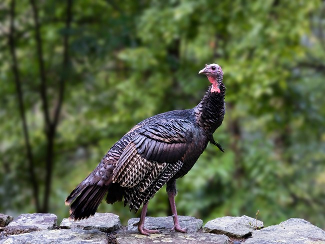 male Wild Turkey