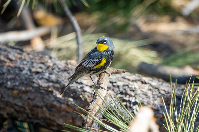 A small yellow, gray, white and black bird perches on a branch.