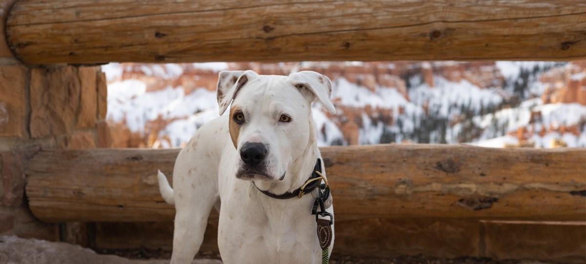 A white dog stands on pavement in front of wooden railings.