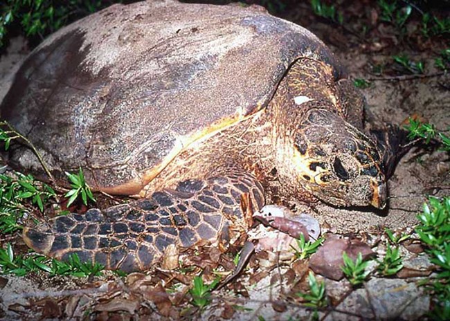 Photograph of hawksbill turtle nesting on Buck Island beach