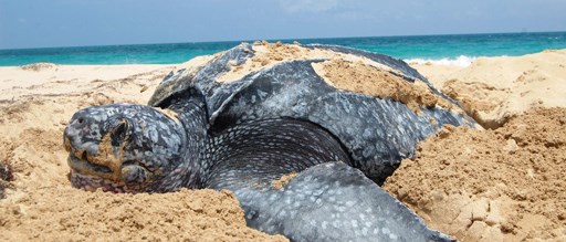 leatherback turtle in sand at sandy point