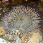 Anemone