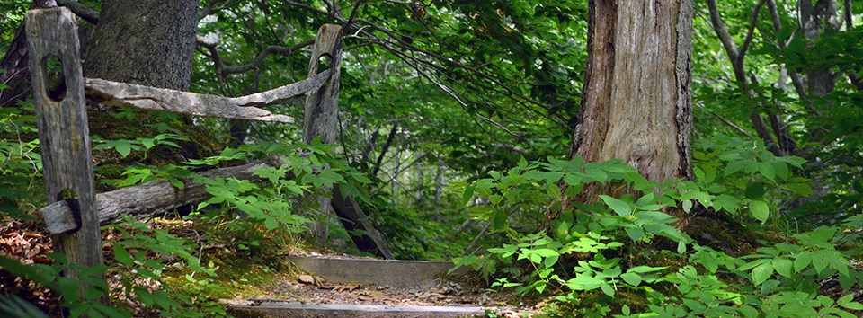 Log stairs rise up next to a split rail fence and a large tree.