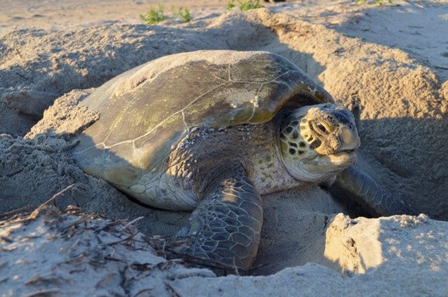 Nesting sea turtle