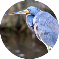 Tricolored Heron