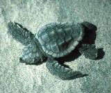 Loggerhead Hatchling