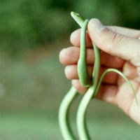 Rough Green Snake