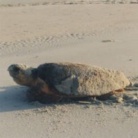 Loggerhead turtle.