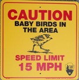 Baby Birds Sign