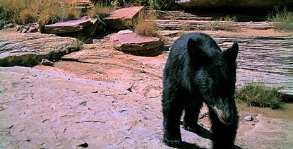 a black bear