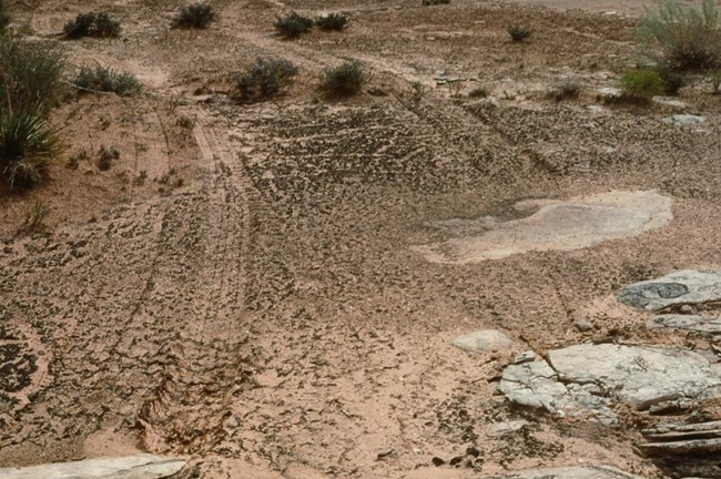 tire tracks leaving scars through black/brown soil.