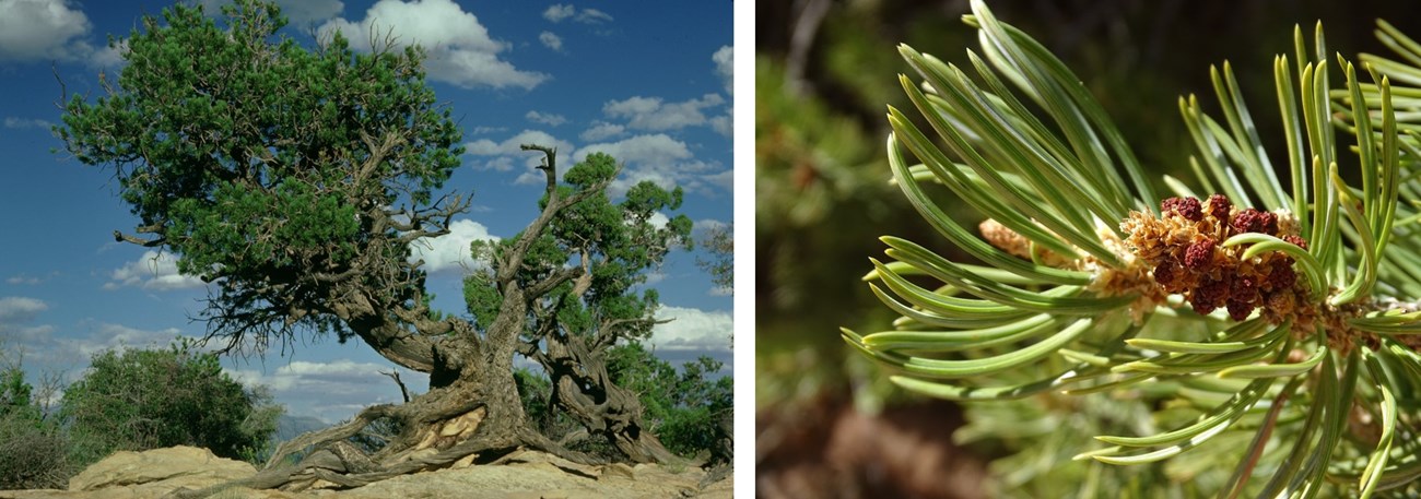 Two photos: gnarly, windblown tree with exposed roots and green needles on branches. 2: close up of green needles, two per cluster, and immature cones.