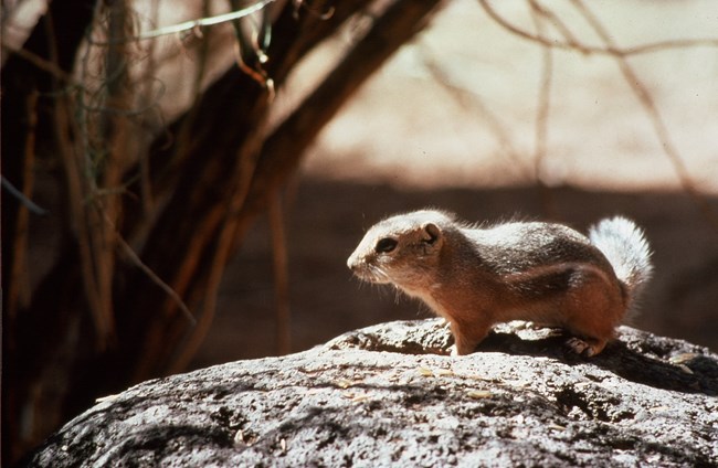 White-tailed antelope squirrel