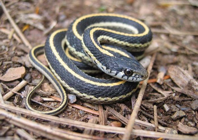 Terrestrial Gartersnake