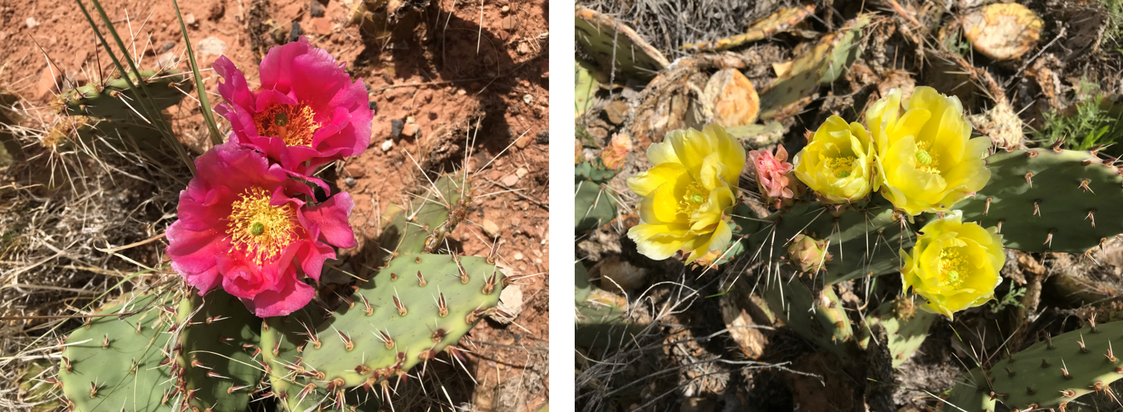 Two photos: bright pink flowers on prickly pear cactus, and bright yellow flowers on another prickly pear cactus.