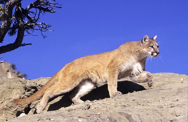 Large tan wild cat walking along a rocky slope