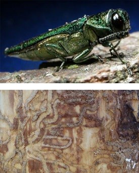 The emerald ash borer insect and the holes it makes in the bark of trees.