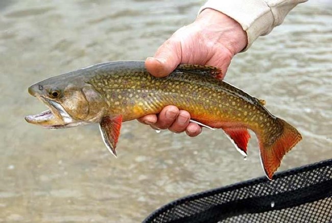 Fisher holding a trout just caught from the stream.