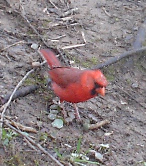 Northern Cardinal, Cardinalis cardinalis