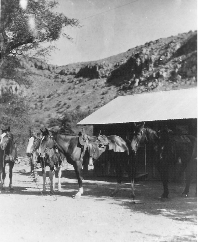 Horses with saddles and bridles stand in front of a building.