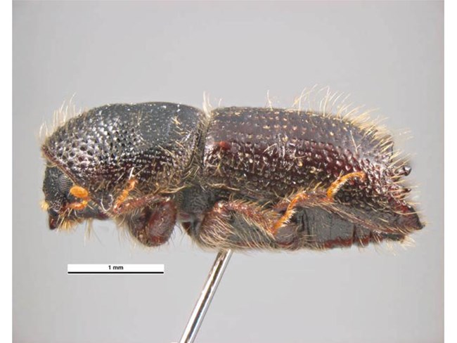 Image of a pinned Ips amitinus beetle, a species very similar to our pinyon Ips beetle