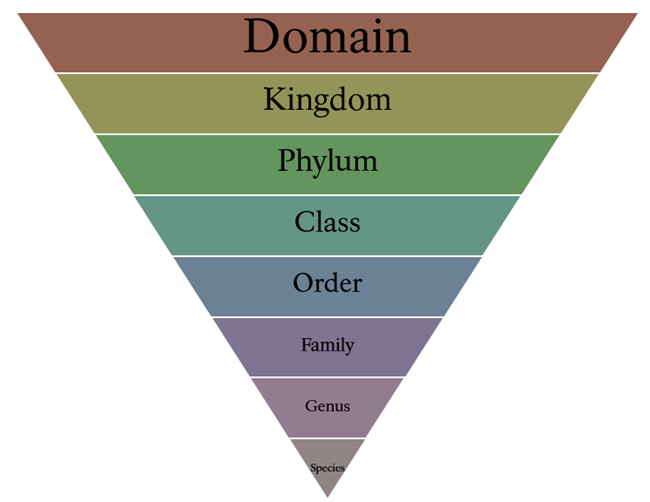 Descending pyramid of a taxonomic breakdown