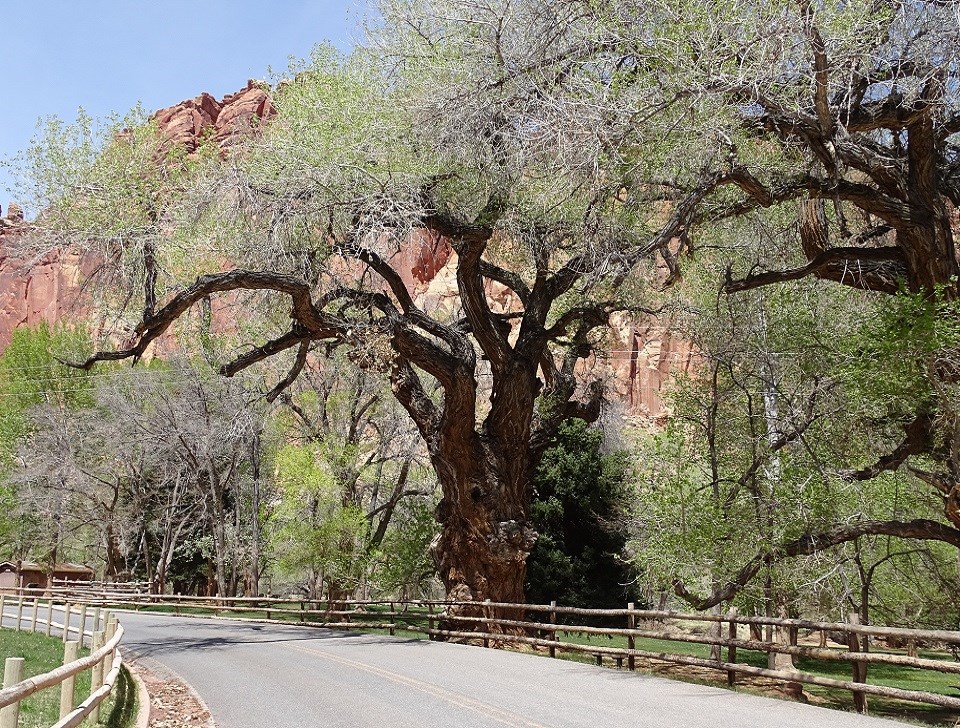 Black and white photo of large tree with branches spreading over a road.