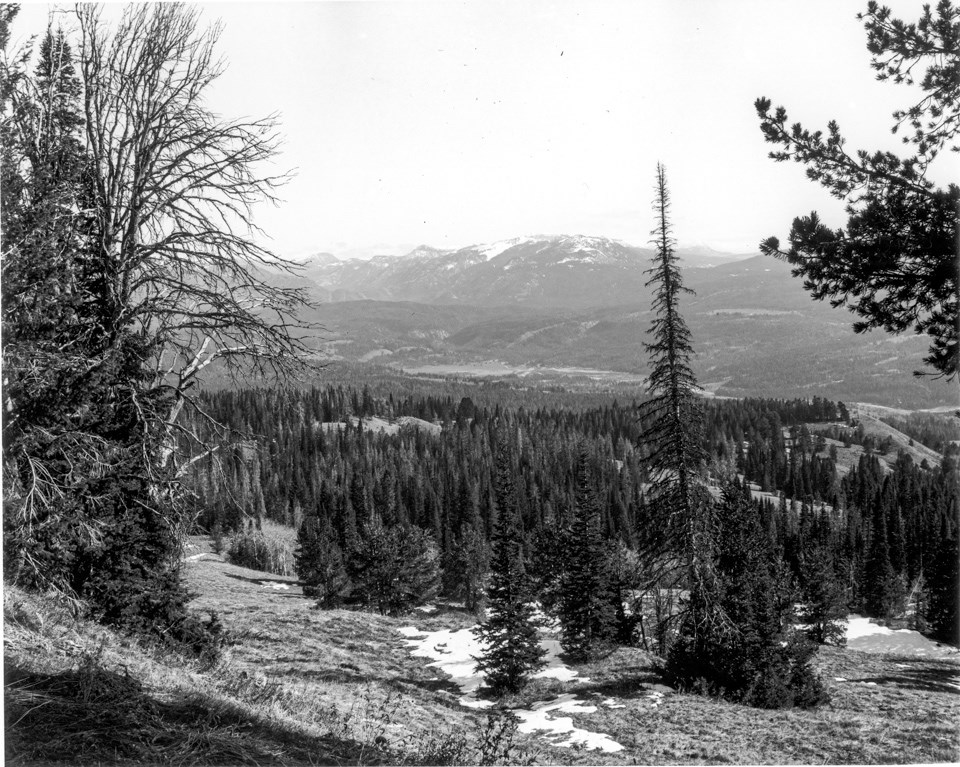 A few live trees stand in the foreground, in front of a slope that has burned recently. Forested hills and mountains are visible in the background.