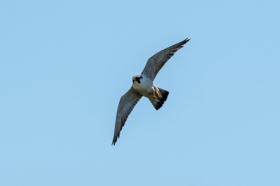 a view of an adult peregrine falcon from below