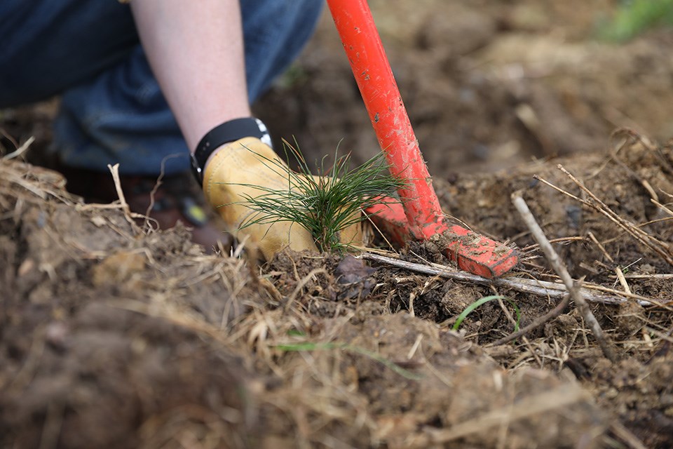 Bare root seedling.