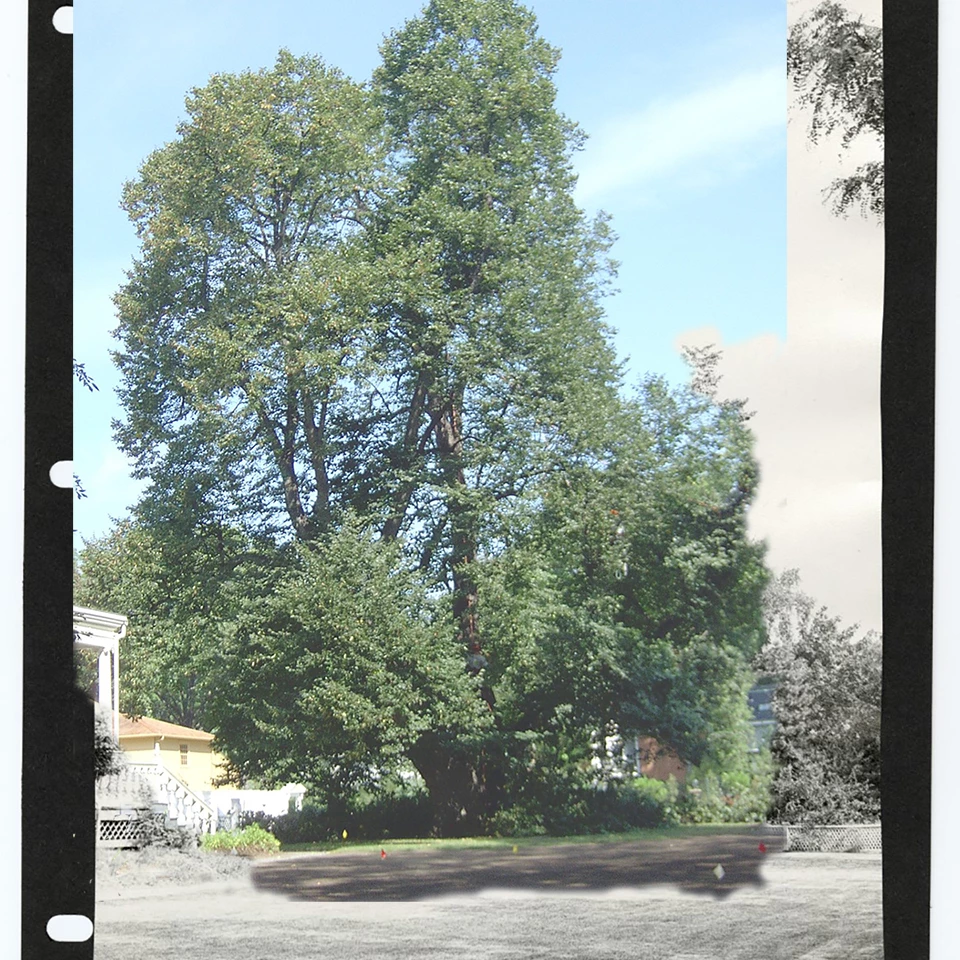 Black and white photograph of a tall tree on a lawn with full, leafy branches.