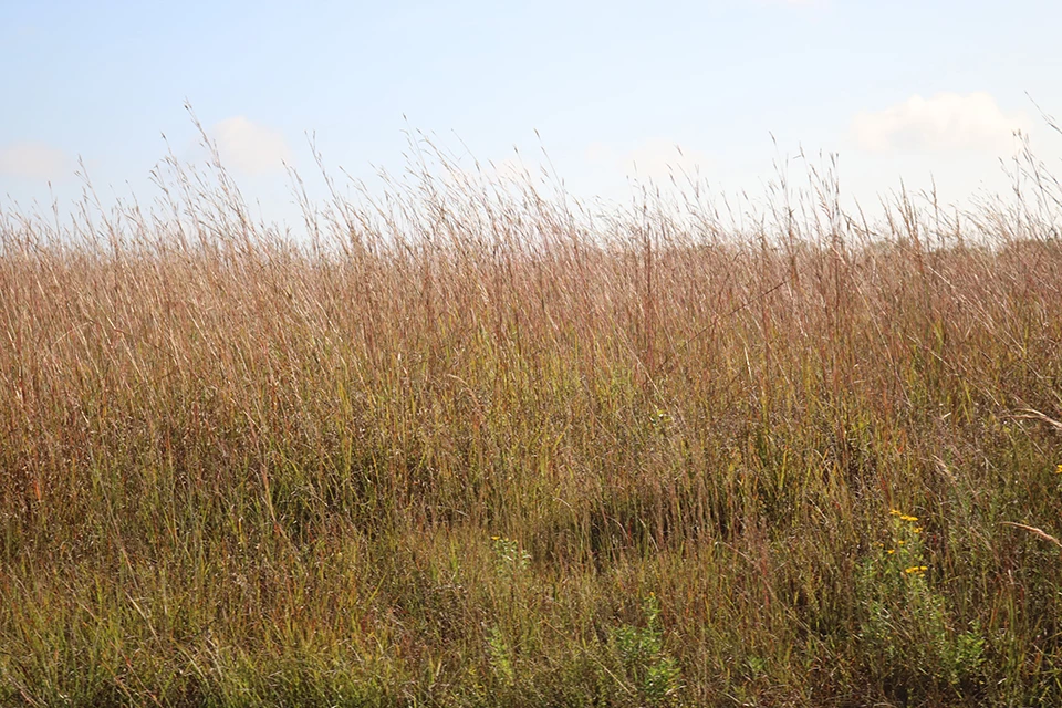Photo of restored prairie.