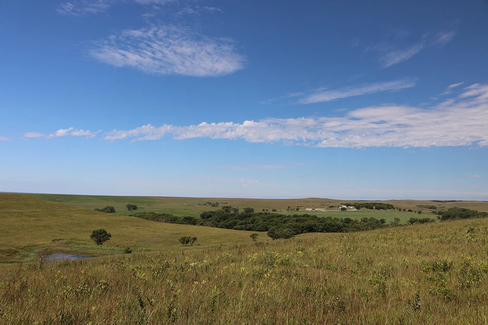 Photo of restored prairie.