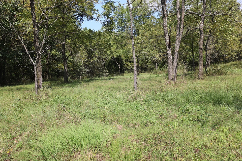 Photo of oak savanna