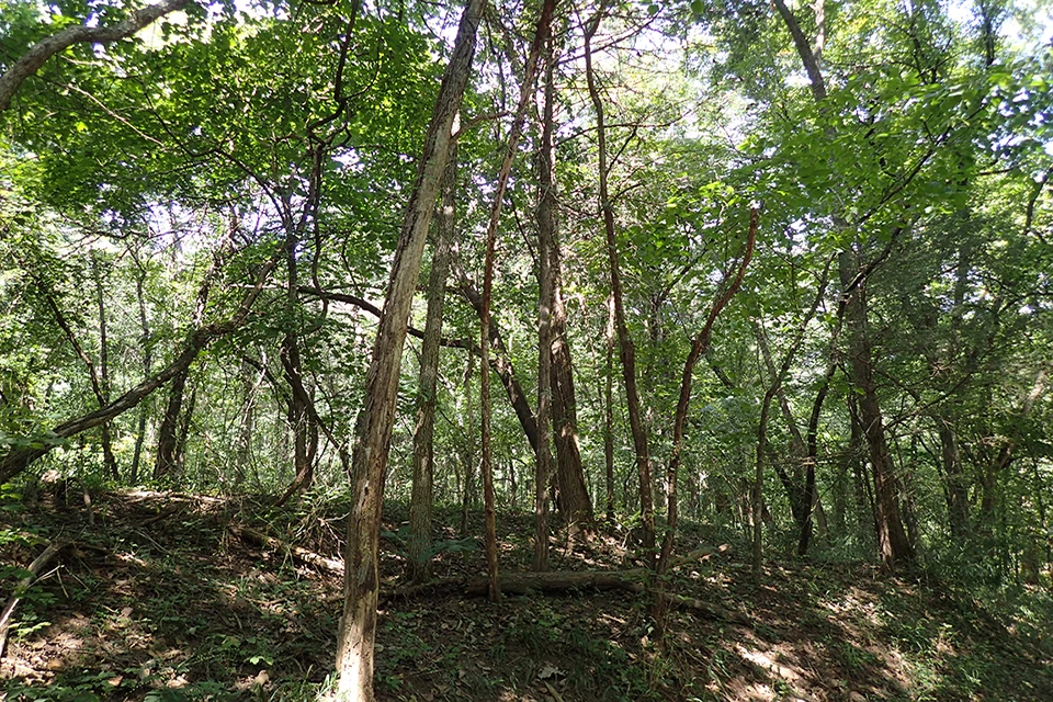 Photo of oak savanna