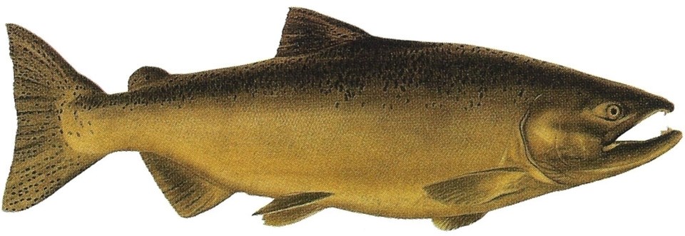 Eastern Brook Trout