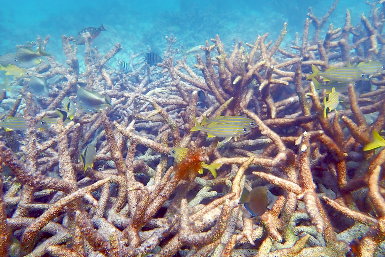 Staghorn coral colonies that have bleached. The white mass of spikey coral colonies resemble piles of bones strewn across the seafloor.